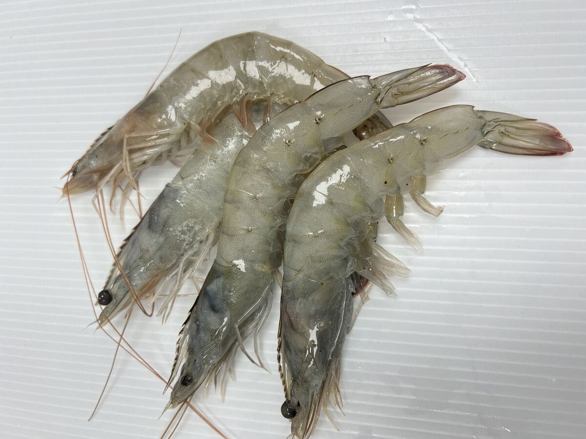 Shell-on King Prawns